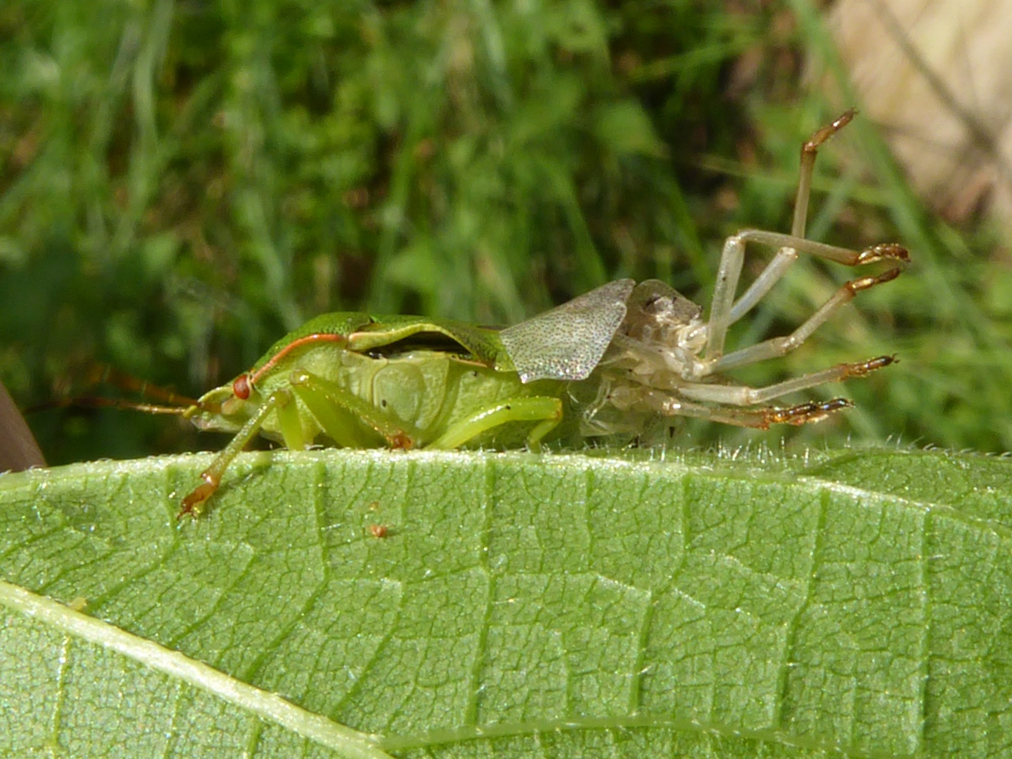 mislukte uitsluiping ?
